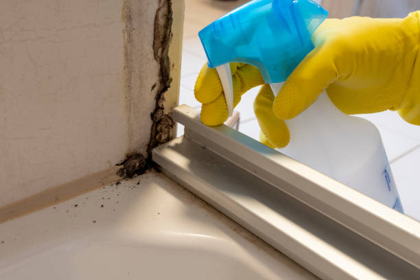 Best Local Mold Removal Service  in Mills River, NC