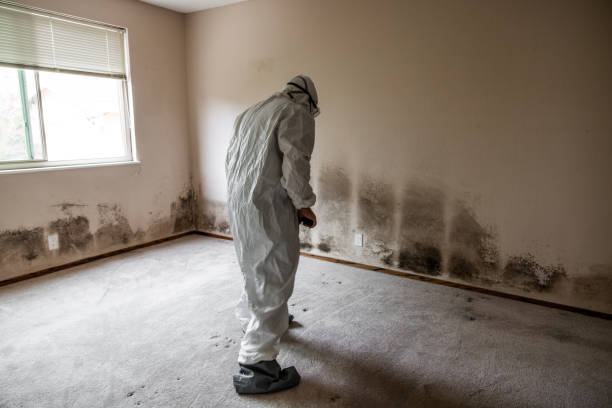 Best Commercial Mold Removal  in Mills River, NC